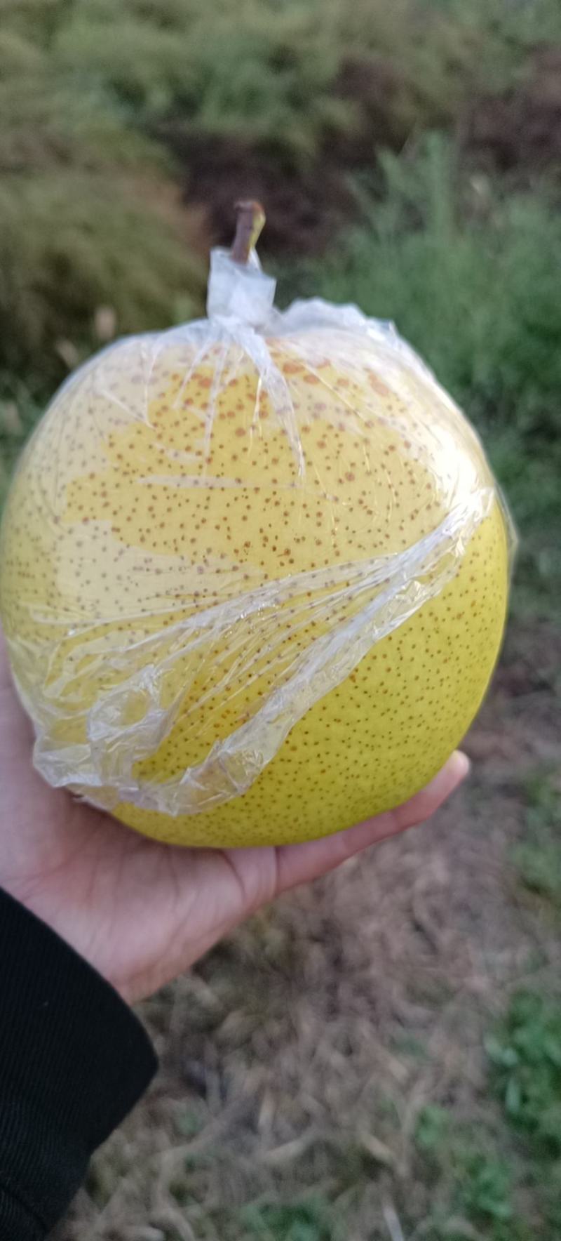 膜带大雪花梨！皮薄肉细！口感多汁甘甜！颜色金黄灿烂！
