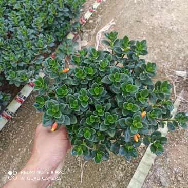 140杯营养杯金鱼吊兰