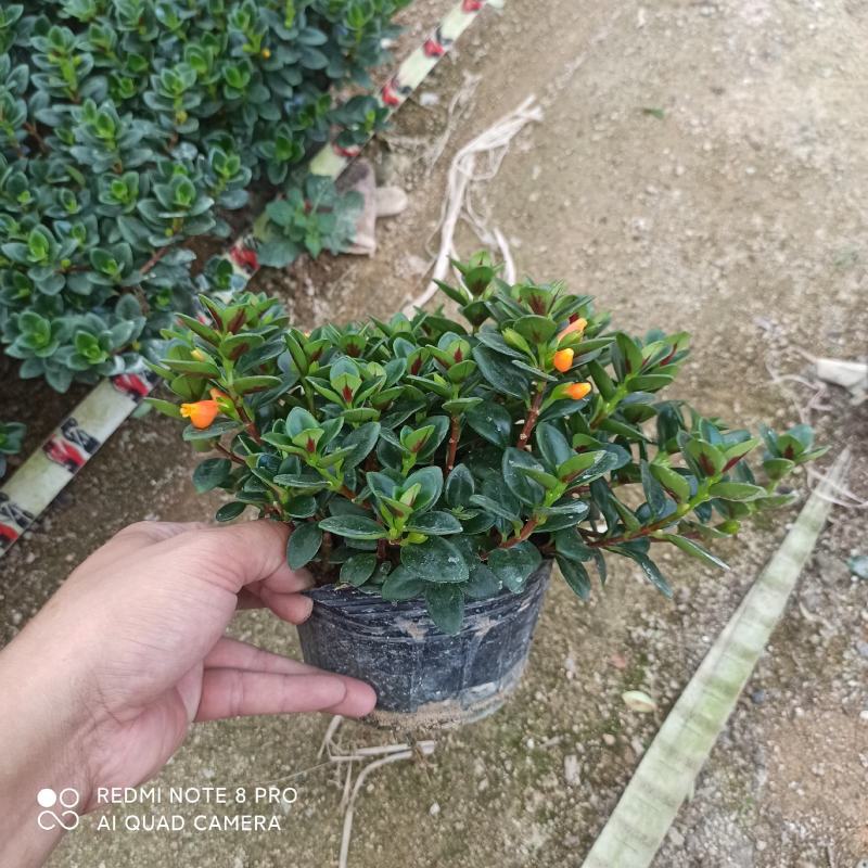 140杯营养杯金鱼吊兰