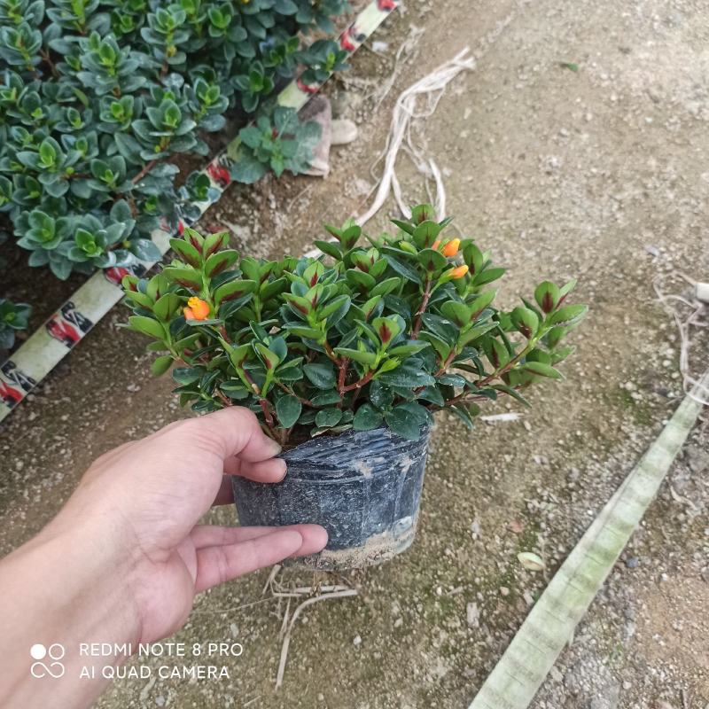 140杯营养杯金鱼吊兰