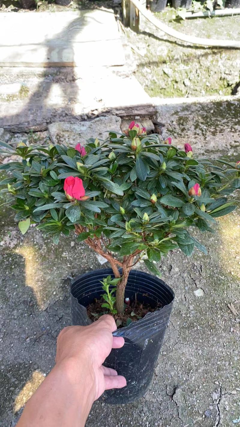 18杯精品梅红杜鹃基地直销