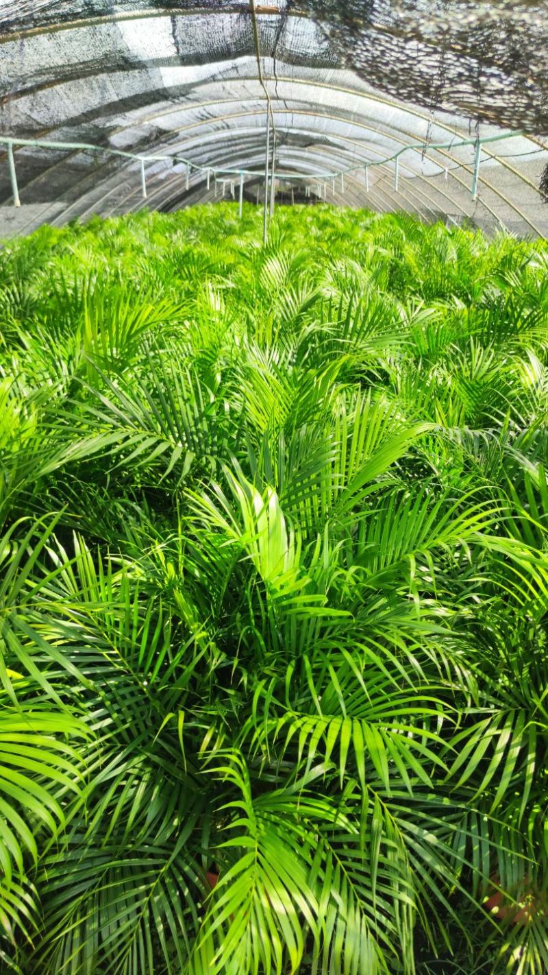 广州本地散尾葵