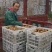 猕猴桃太白山优生区优质金品