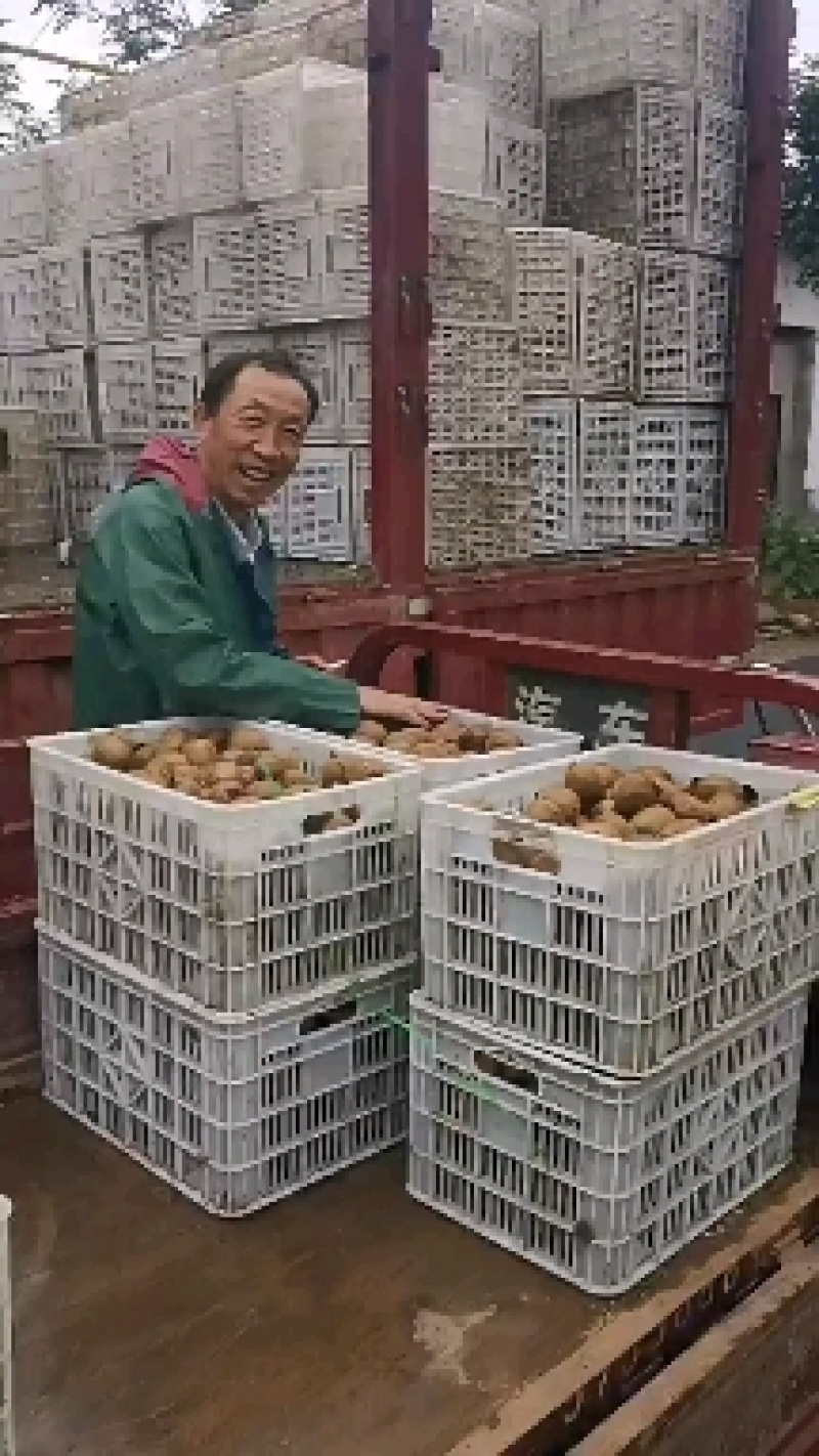 猕猴桃太白山优生区优质金品