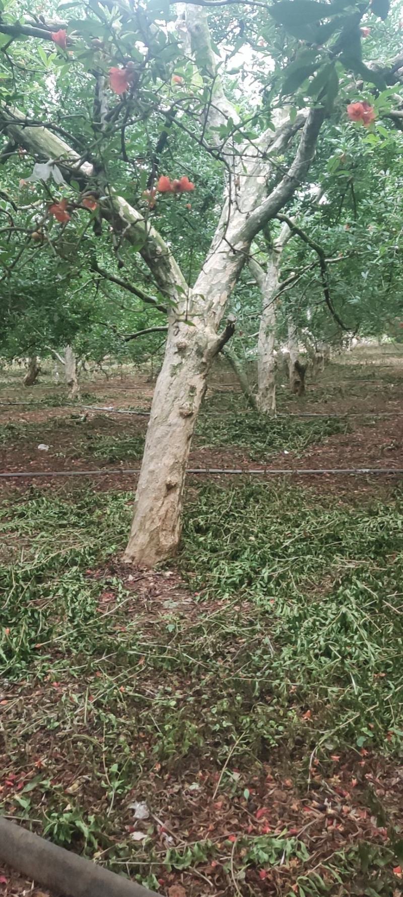云南精品石榴树大量上市产地直供一手货源品质保证诚信