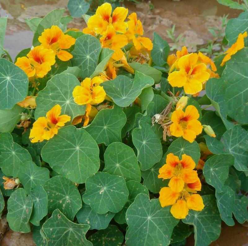 旱金莲种子四季易种旱荷花播种垂吊植物花卉种子盆栽