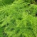 文竹种子花种种籽花籽花卉花草盆栽植物四季播易种室内