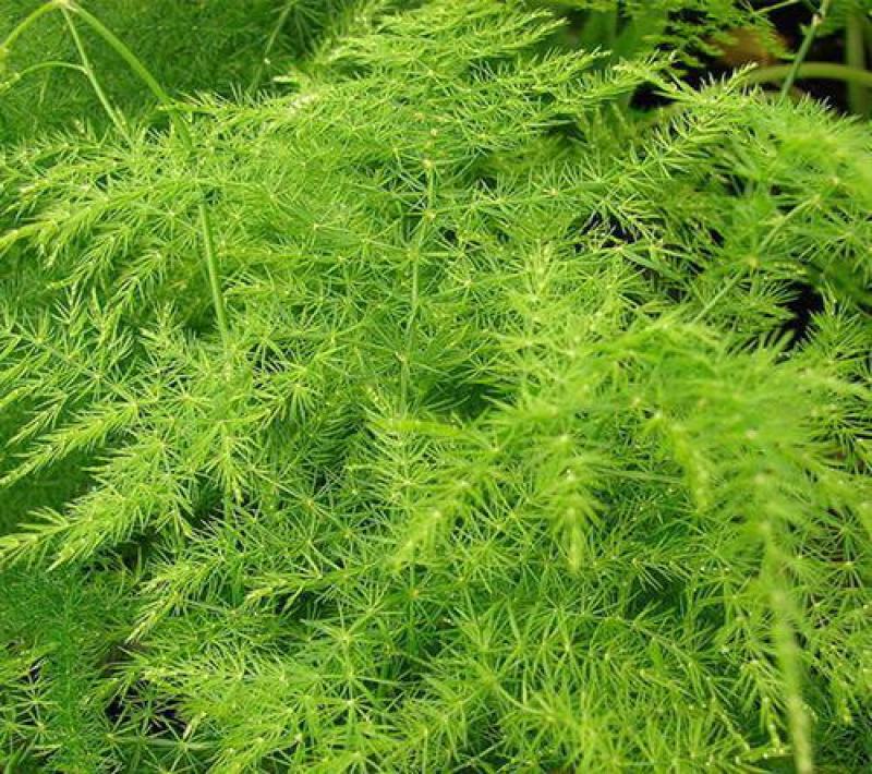 文竹种子花种种籽花籽花卉花草盆栽植物四季播易种室内