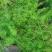 文竹种子花种种籽花籽花卉花草盆栽植物四季播易种室内
