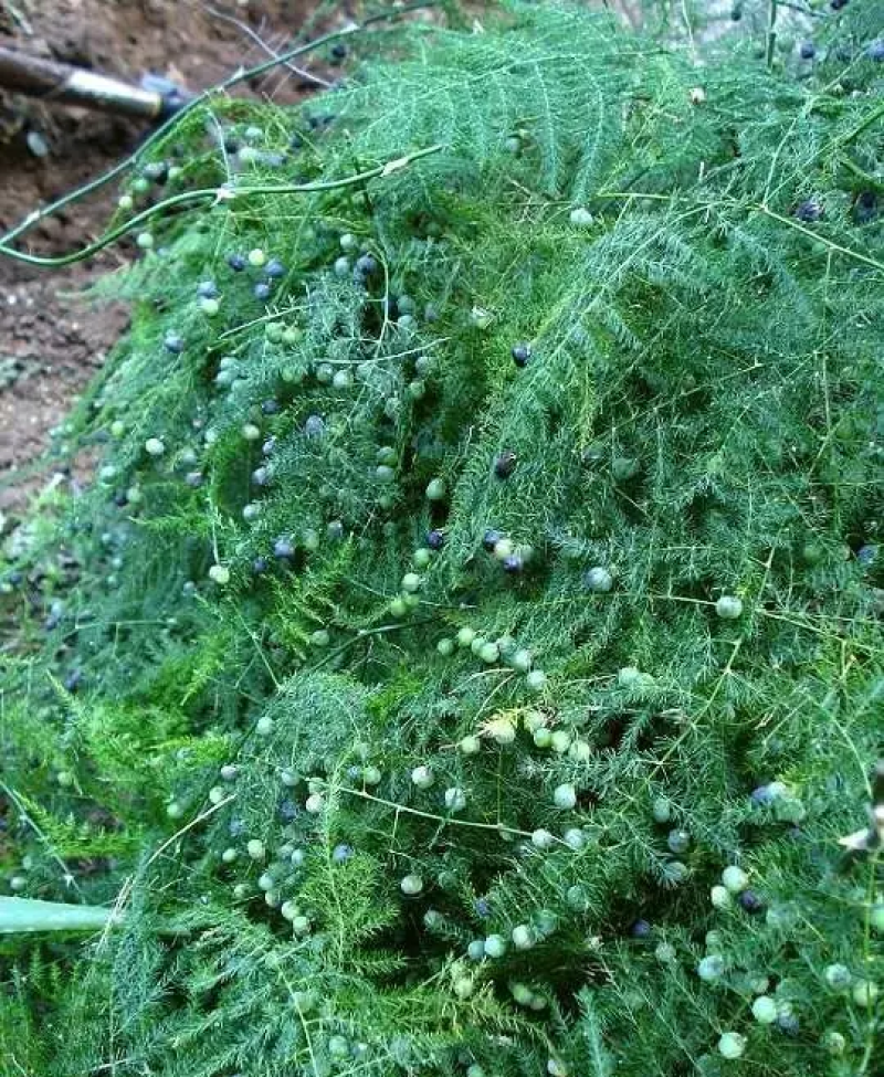 文竹种子花种种籽花籽花卉花草盆栽植物四季播易种室内