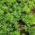 文竹种子花种种籽花籽花卉花草盆栽植物四季播易种室内