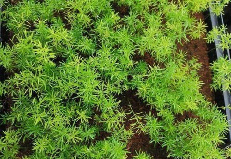 文竹种子花种种籽花籽花卉花草盆栽植物四季播易种室内