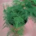 文竹种子花种种籽花籽花卉花草盆栽植物四季播易种室内