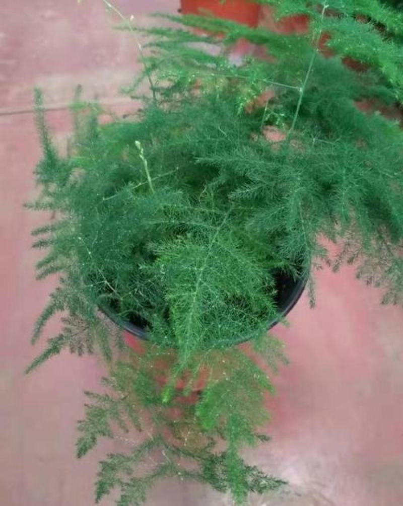 文竹种子花种种籽花籽花卉花草盆栽植物四季播易种室内