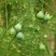 文竹种子花种种籽花籽花卉花草盆栽植物四季播易种室内