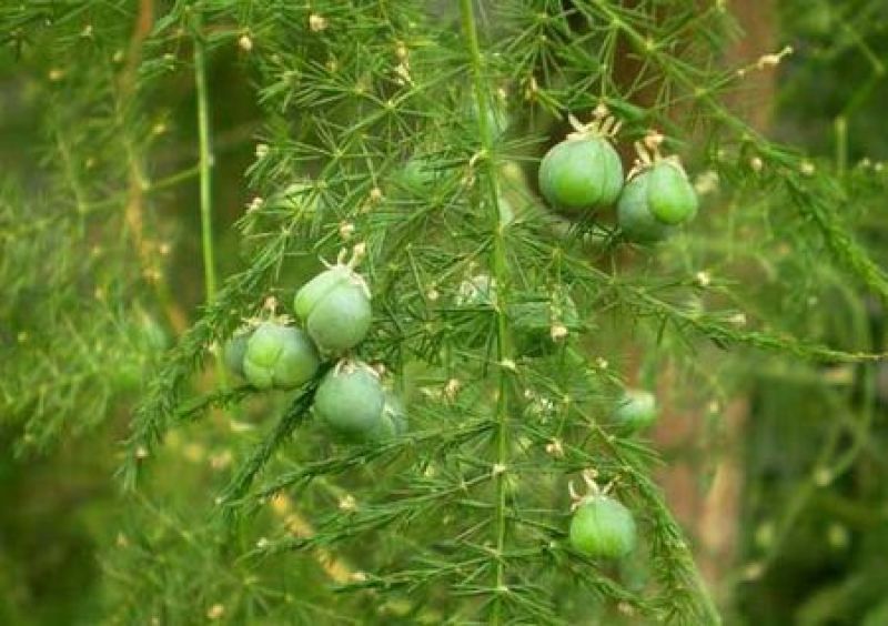文竹种子花种种籽花籽花卉花草盆栽植物四季播易种室内