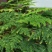 文竹种子花种种籽花籽花卉花草盆栽植物四季播易种室内