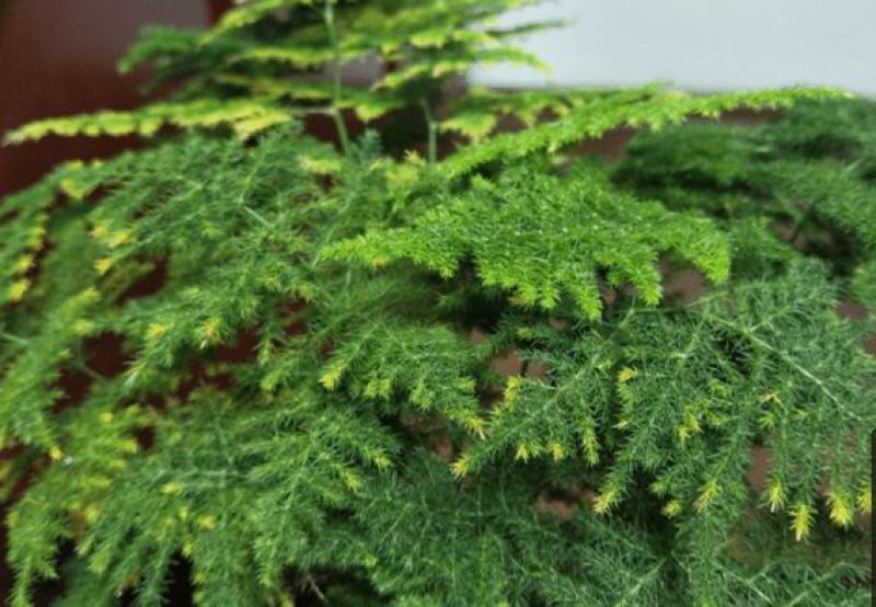 文竹种子花种种籽花籽花卉花草盆栽植物四季播易种室内
