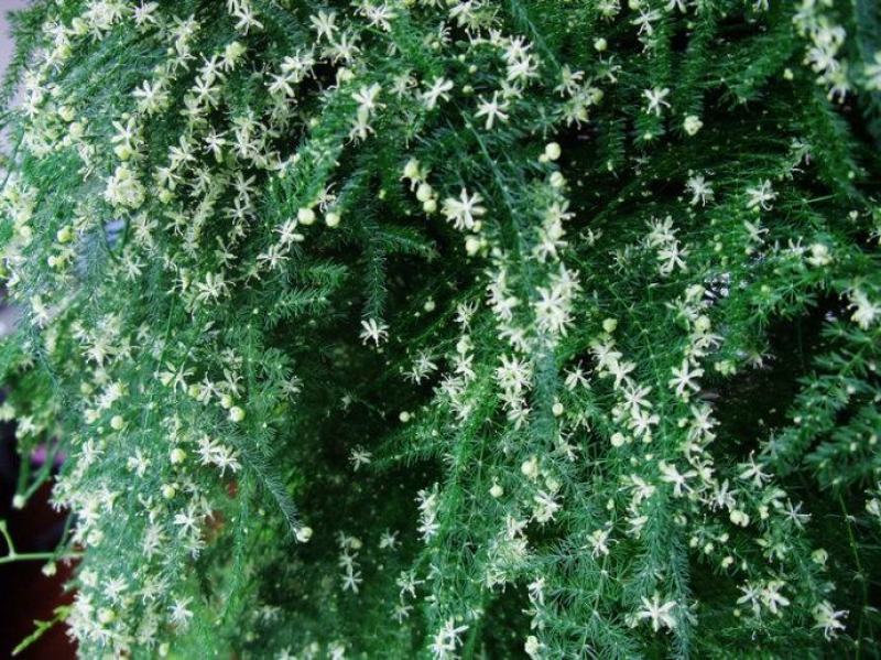 文竹种子花种种籽花籽花卉花草盆栽植物四季播易种室内