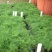 文竹种子花种种籽花籽花卉花草盆栽植物四季播易种室内