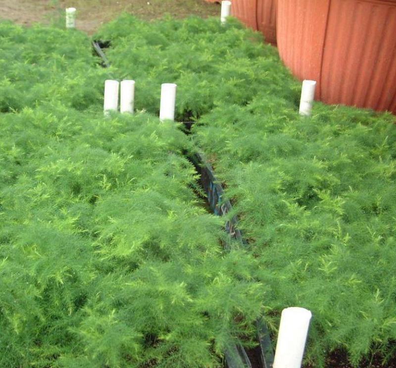 文竹种子花种种籽花籽花卉花草盆栽植物四季播易种室内