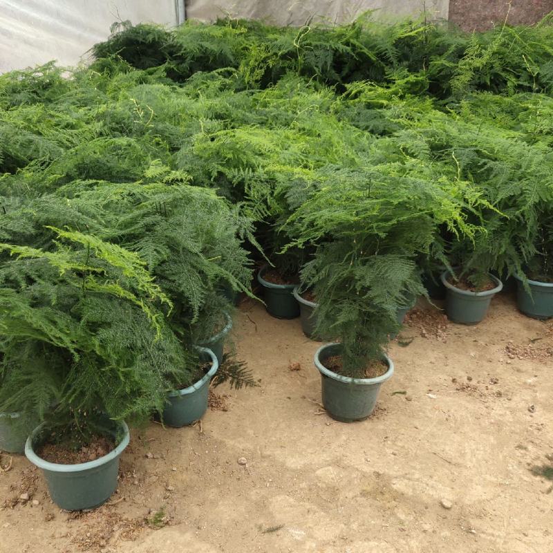 文竹种子花种种籽花籽花卉花草盆栽植物四季播易种室内