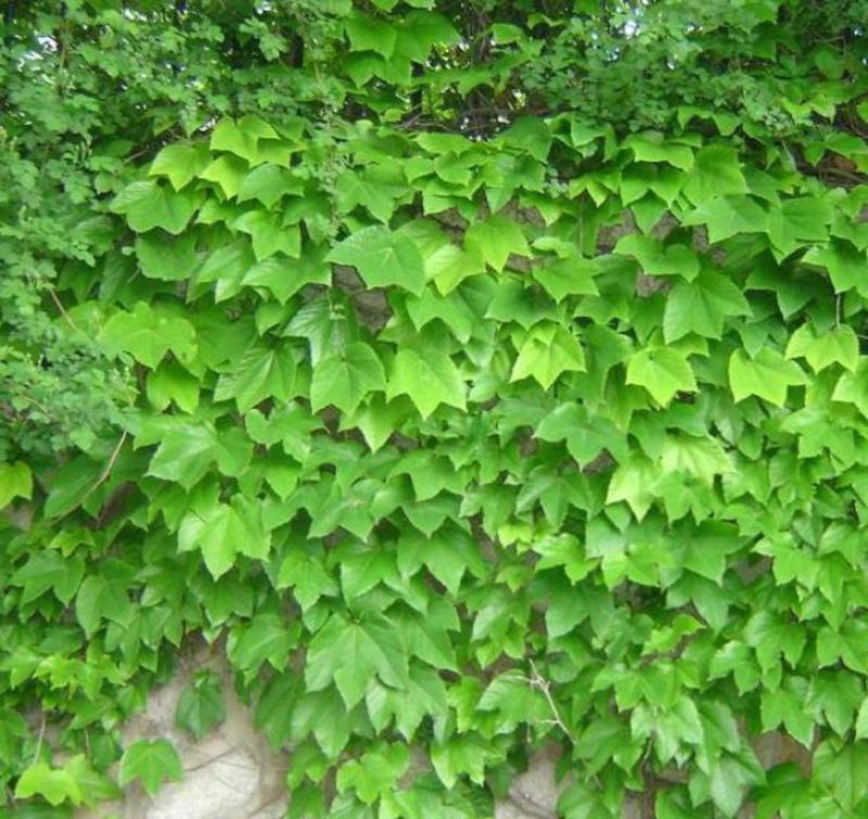 爬山虎种子四季常青耐寒易种室外阳台庭院爬藤爬墙观叶植物