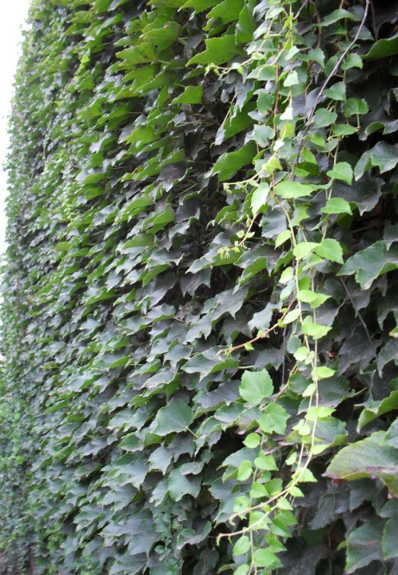 爬山虎种子四季常青耐寒易种室外阳台庭院爬藤爬墙观叶植物