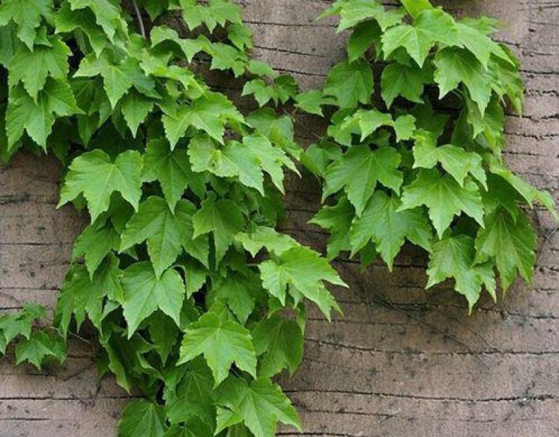 爬山虎种子四季常青耐寒易种室外阳台庭院爬藤爬墙观叶植物
