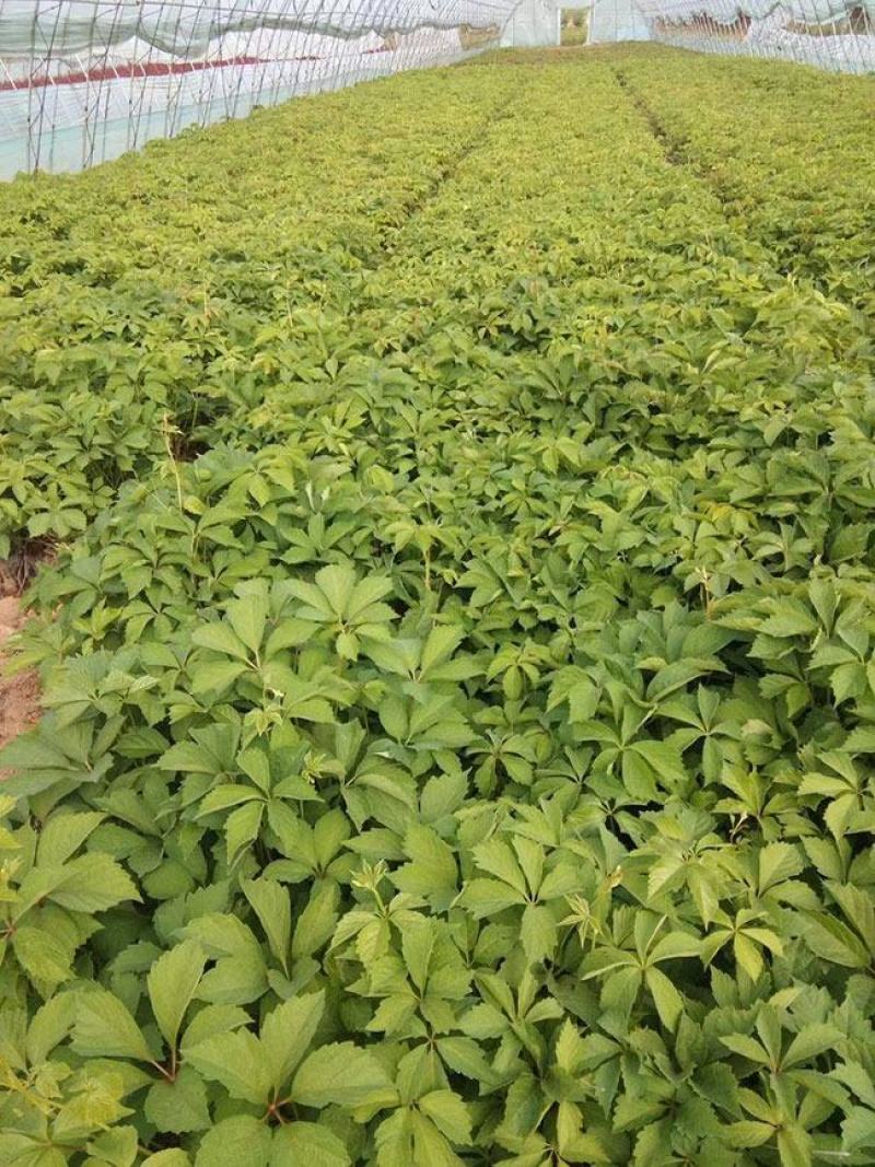 爬山虎种子四季常青耐寒易种室外阳台庭院爬藤爬墙观叶植物