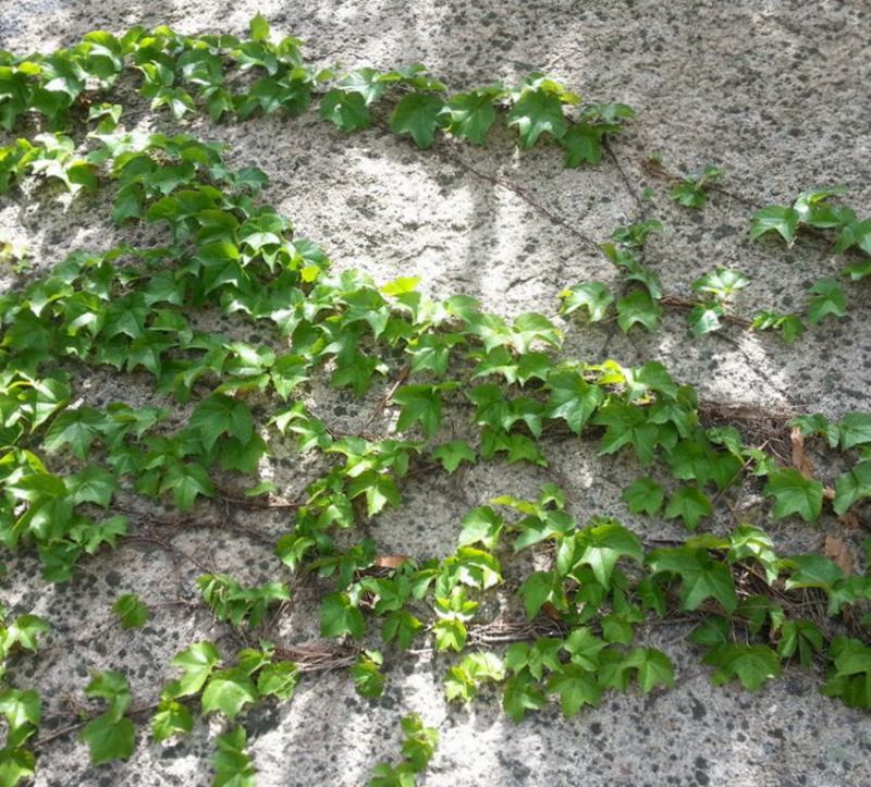 爬山虎种子四季常青耐寒易种室外阳台庭院爬藤爬墙观叶植物