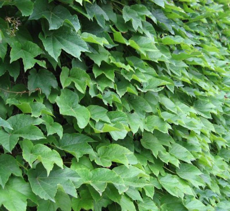 爬山虎种子四季常青耐寒易种室外阳台庭院爬藤爬墙观叶植物