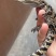 鳄鱼