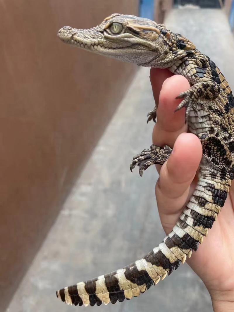 鳄鱼