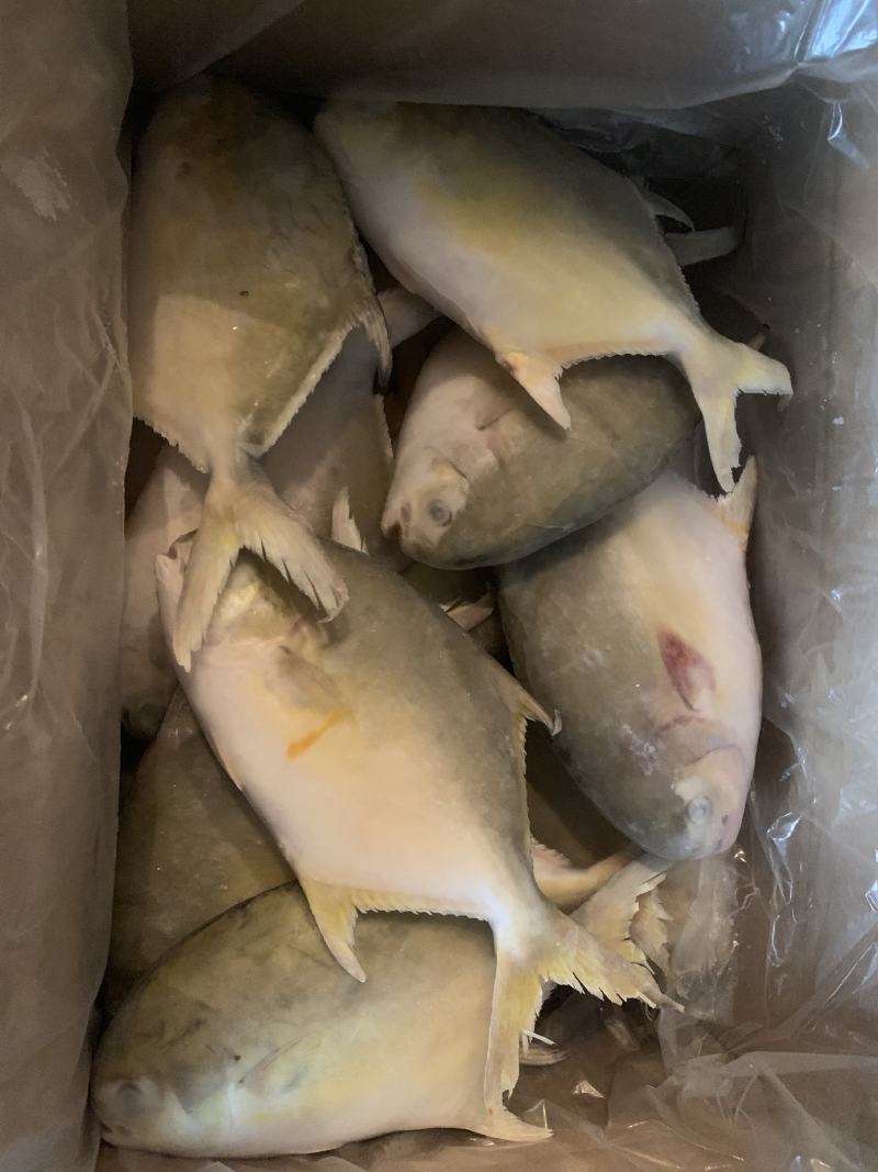 深海金鲳供应，一手货源，电商可长期供货