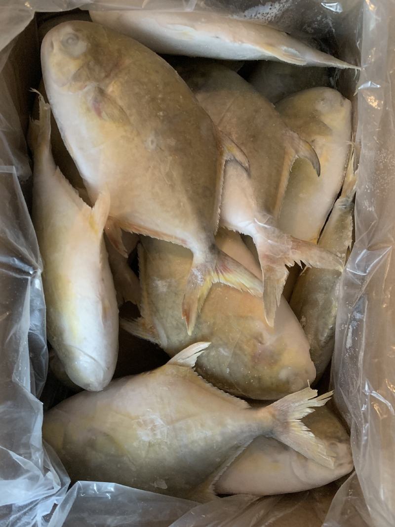 深海金鲳供应，一手货源，电商可长期供货