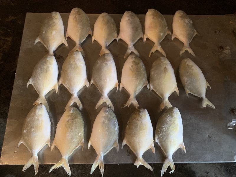 深海金鲳供应，一手货源，电商可长期供货