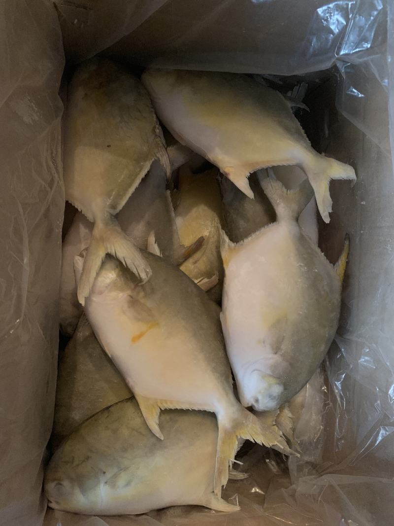 深海金鲳供应，一手货源，电商可长期供货