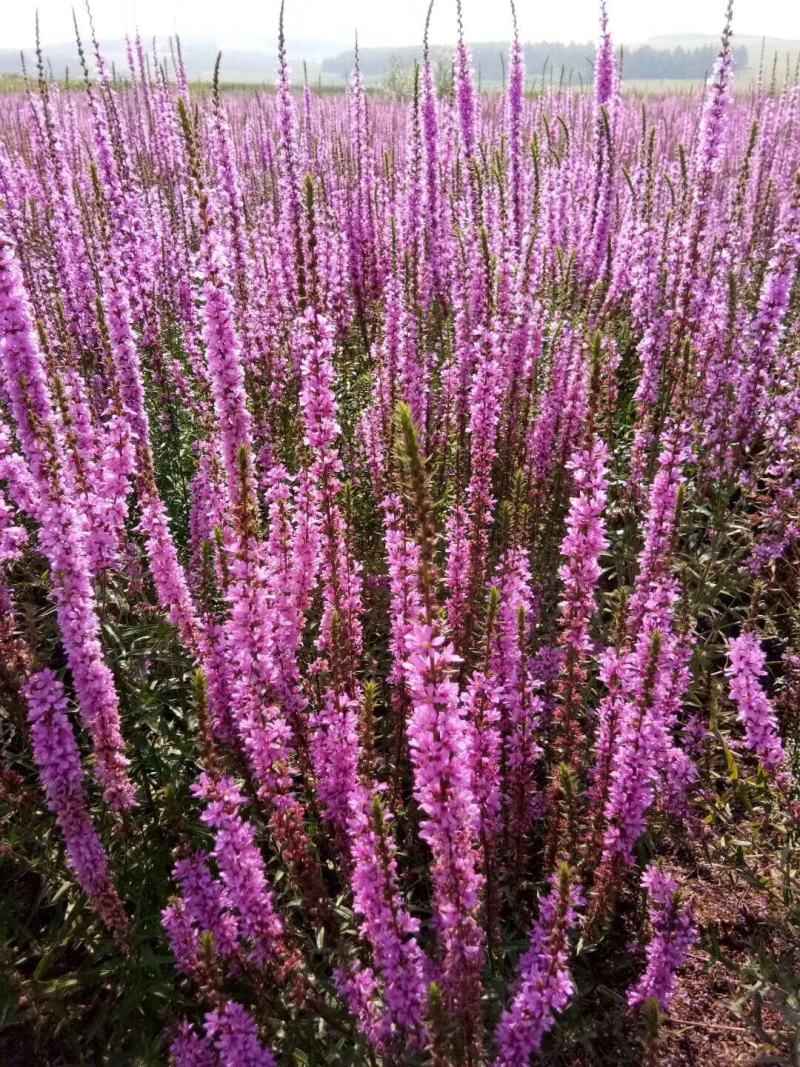 千屈菜种子多年生水生花卉花海种子水柳种子景观绿化耐寒植物