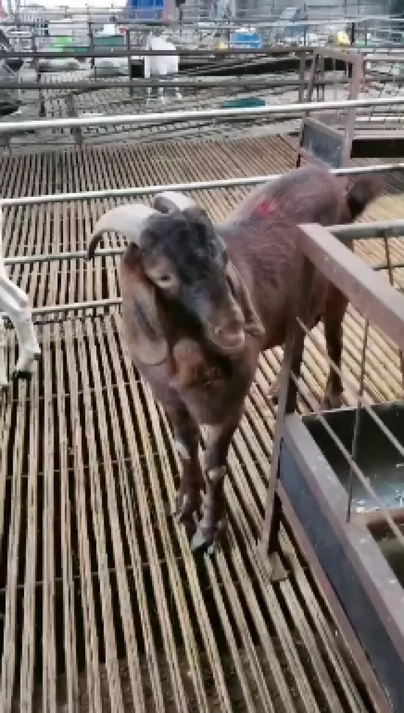 我场有三十年来丰富的养殖技术和经验，免费分享养殖技术