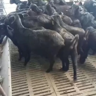 我场有三十年来丰富的养殖技术和经验，免费分享养殖技术