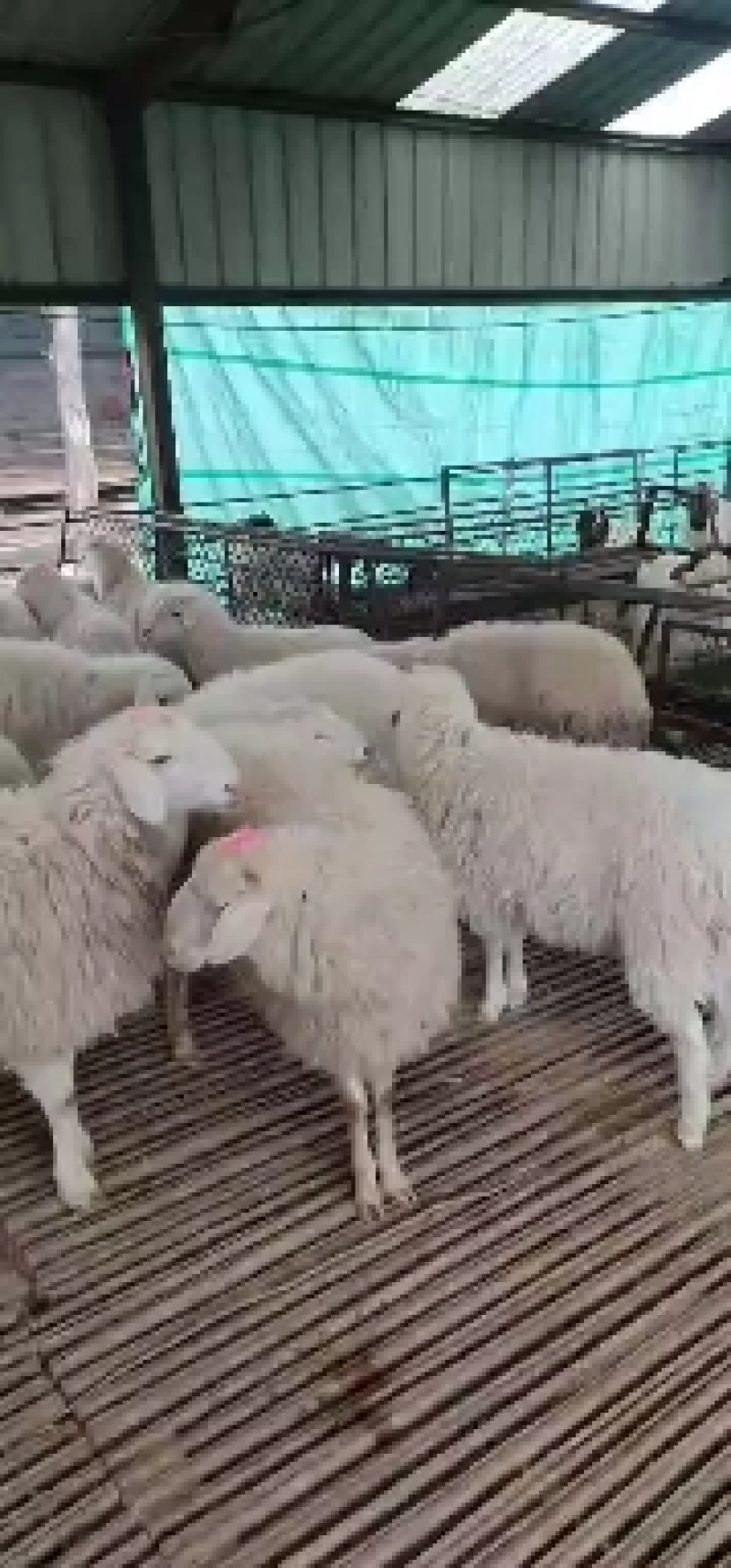 我场有三十年来丰富的养殖技术和经验，免费分享养殖技术
