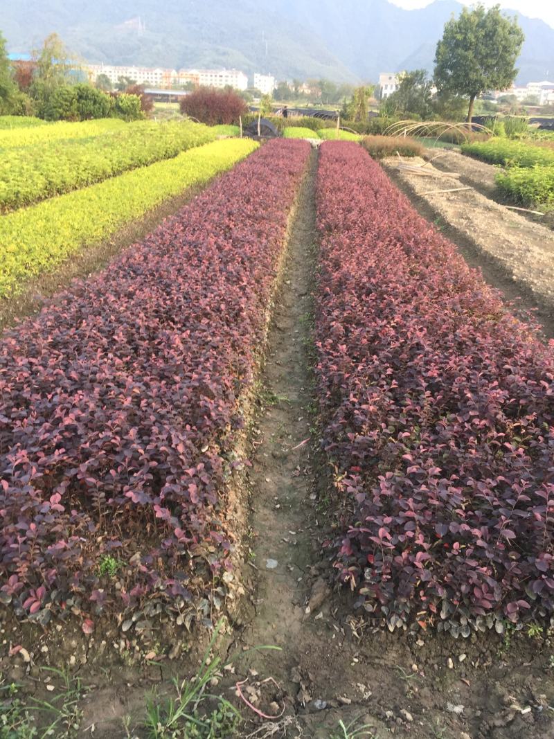 红花继木小苗红檵木球杯苗乐昌道路园林绿化红叶子植物价格