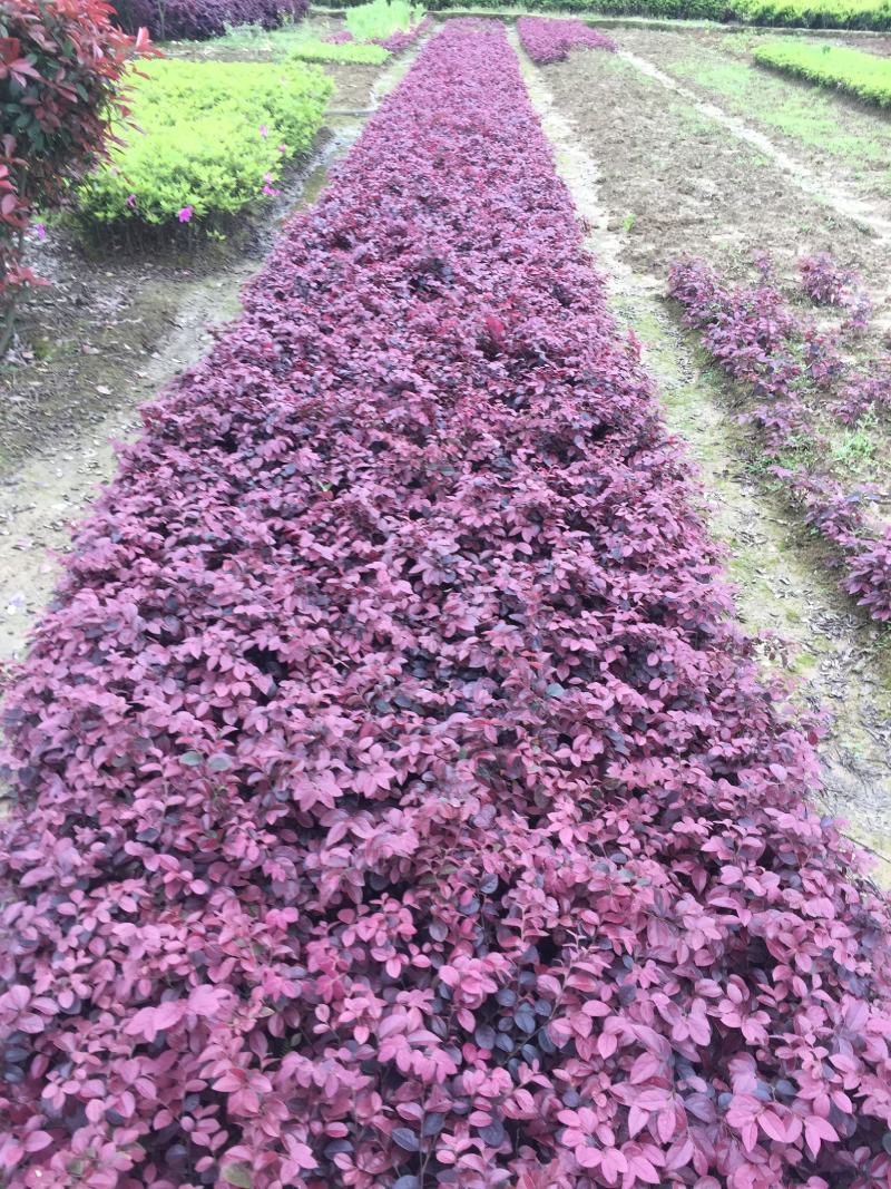 红花继木小苗红檵木球杯苗乐昌道路园林绿化红叶子植物价格
