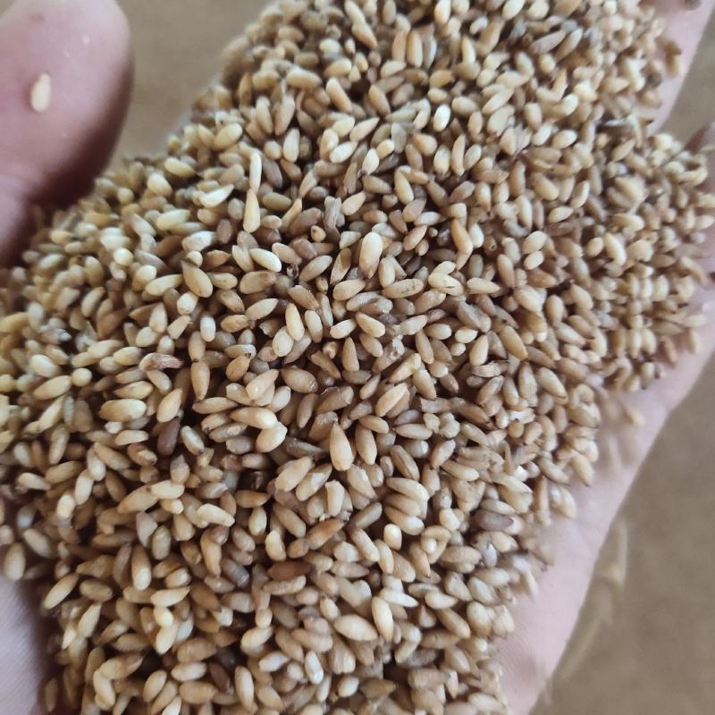 柏子仁统货1000g.起批关书药业批发中药材