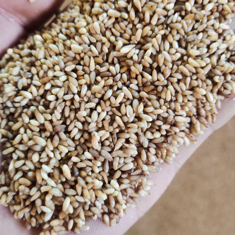 柏子仁统货1000g.起批关书药业批发中药材