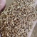 柏子仁统货1000g.起批关书药业批发中药材
