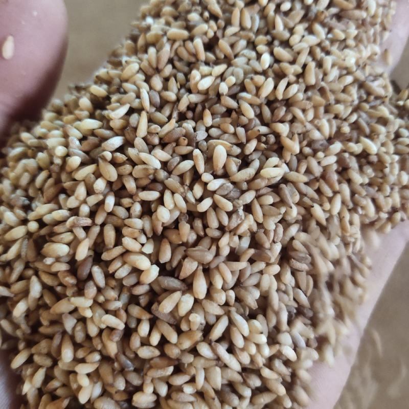 柏子仁统货1000g.起批关书药业批发中药材