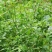 野生中草药三叶鬼针草粘人草种子籽春秋种植易种药用植物药材