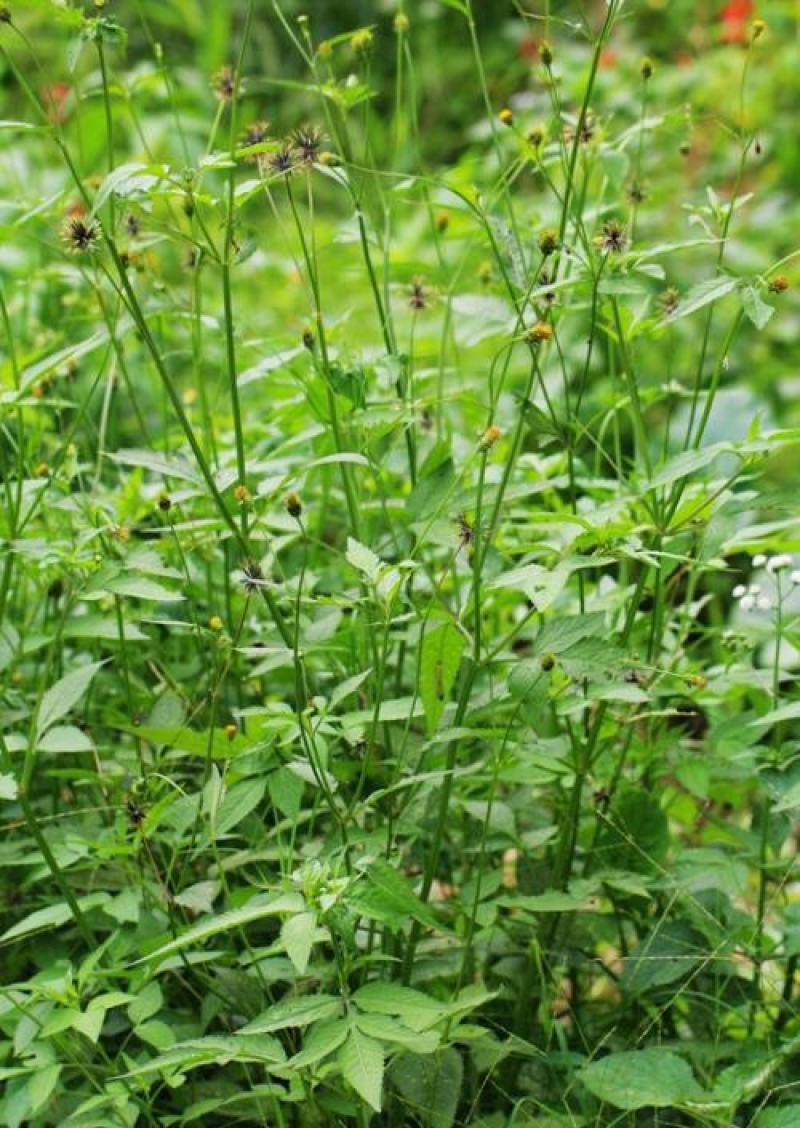 野生中草药三叶鬼针草粘人草种子籽春秋种植易种药用植物药材